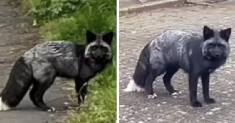 Pays de Galles : des habitants aperçoivent un renard noir rarissime 
