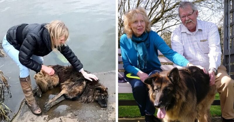 Cette chienne, retrouvée dans une rivière avec une pierre attachée à son cou, a été recueillie par un couple de personnes âgées 