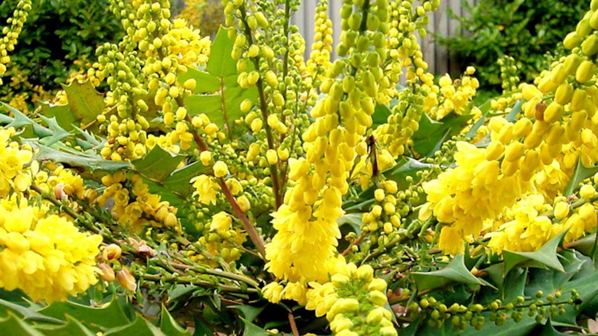 Pour un jardin fleuri et lumineux en hiver, cet arbuste est à planter dès octobre