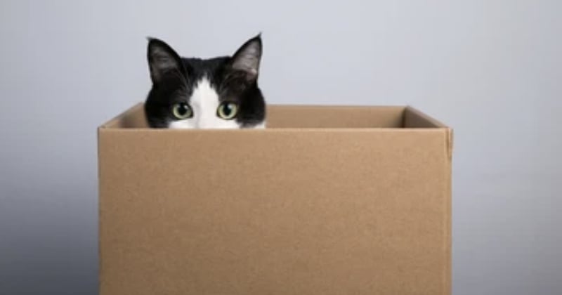 Pourquoi les chats sont attirés par les boîtes en carton ? 