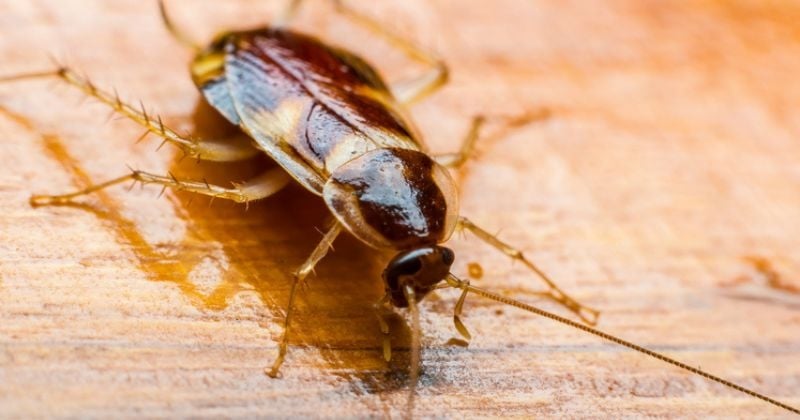 Pour la Saint-Valentin, ce zoo vous propose de donner le nom de votre ex... à un cafard