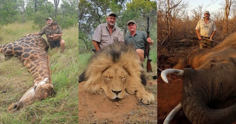 Ce chasseur controversé, qui aimait s'exhiber avec des dépouilles de lions et d'éléphants en guise de trophées, a été abattu
