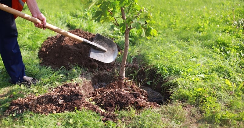 Voici comment planter un arbre dans son jardin, en 4 étapes rapides et simples