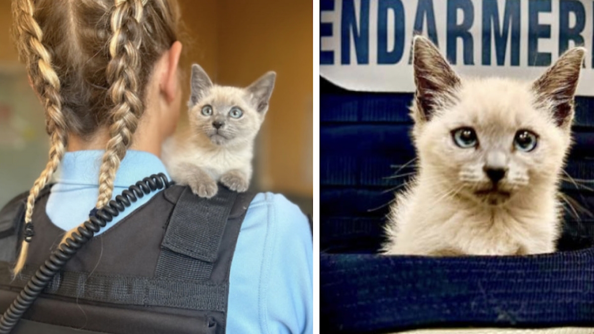 La gendarmerie de Marmande présente sa nouvelle recrue, une adorable chatte aux yeux bleus