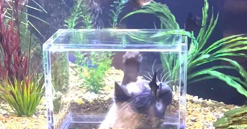 Grâce à cet aquarium personnalisé, ce chat ne fait qu'un avec les poissons qu'il aime tant 