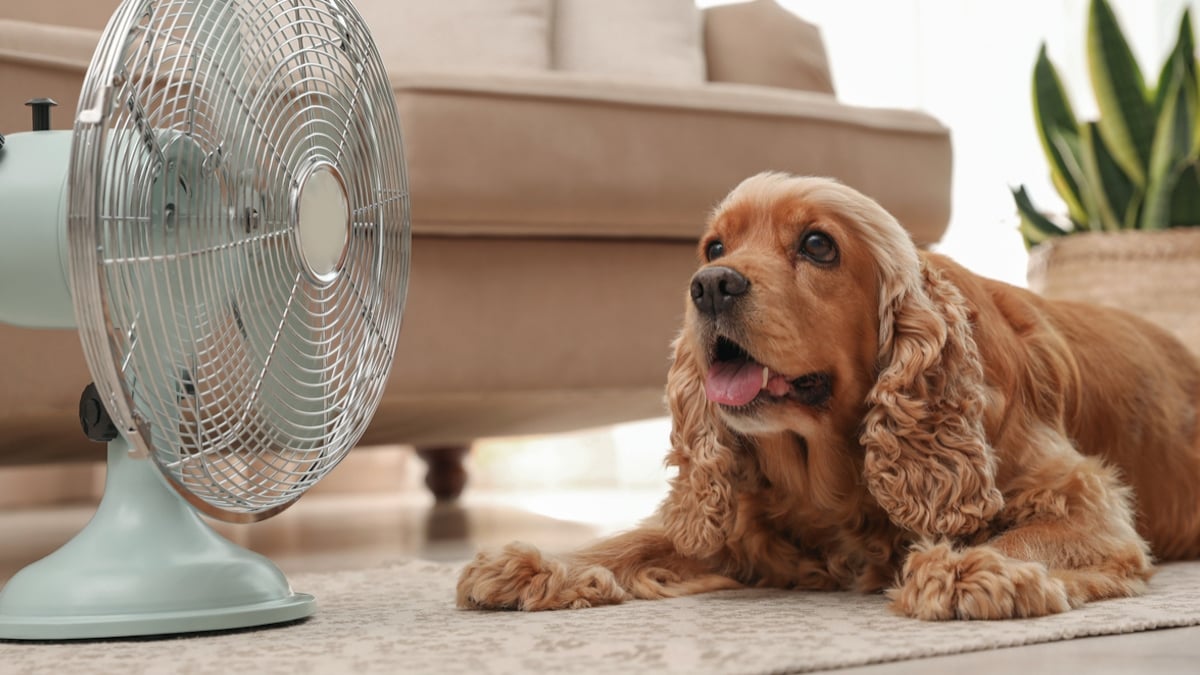 5 astuces pour protéger son animal pendant la canicule 