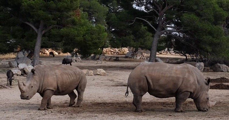 La Chine maintient l'interdiction du commerce de cornes de rhinocéros et d'os de tigre