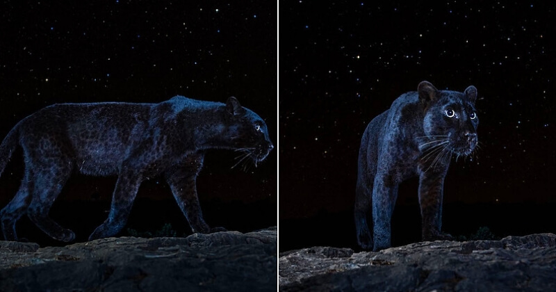 Grâce à des pièges photographiques, il réalise des clichés exceptionnels d'un léopard noir sous le ciel étoilé