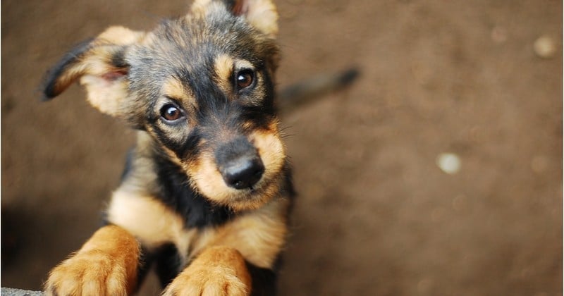 Des chercheurs ont percé le secret derrière le regard si mignon des chiens