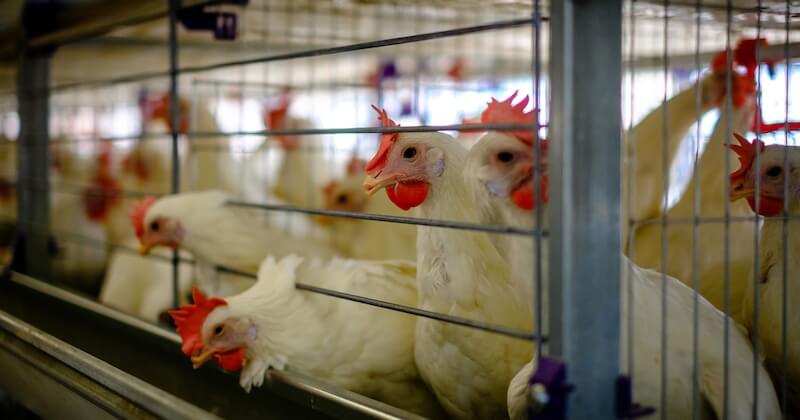 La Commission européenne s'engage à interdire l'élevage en cage d'ici 2027 
