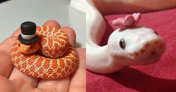 Les serpents sont des animaux adorables et vraiment mignons ! La preuve avec ces drôles de photos !