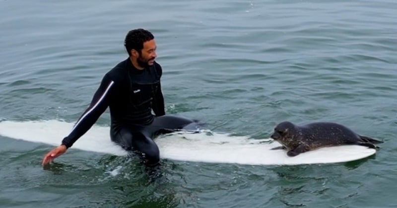 Un bébé phoque saute sur les planches des surfeurs et se lie d'amitié avec eux, des images adorables