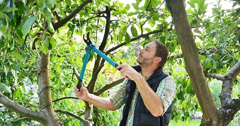 Pour protéger les oiseaux, il ne faudra plus tailler les haies ni élaguer les arbres à partir du 15 mars