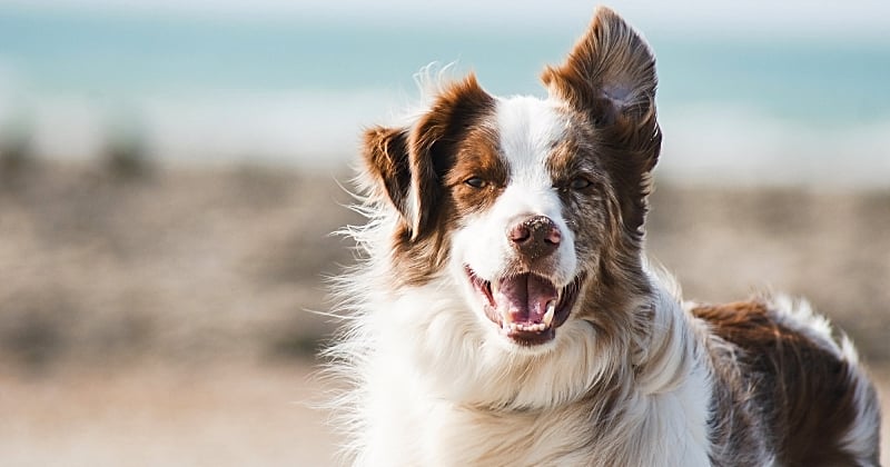 Voici les prénoms les plus donnés par les Français aux chats et aux chiens en 2020