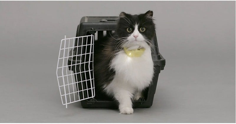 Ils inventent un collier connecté qui traduit les miaulements de votre chat en voix humaine