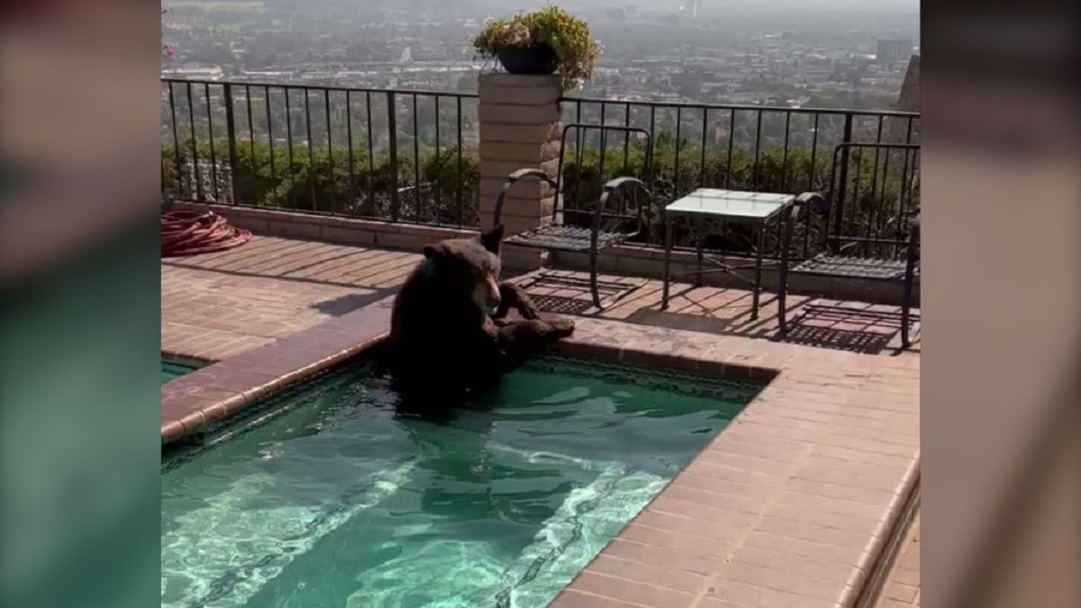 Un ours se réfugie dans un jacuzzi pour échapper à la chaleur, la vidéo fait le buzz