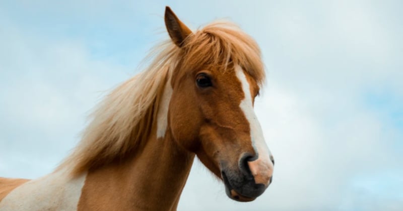 Affaire des chevaux morts à l'oreille coupée : une nouvelle victime en Saône-et-Loire