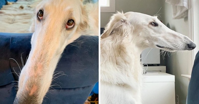 Les photos de cette chienne et son long museau de 30 centimètres sont devenues virales