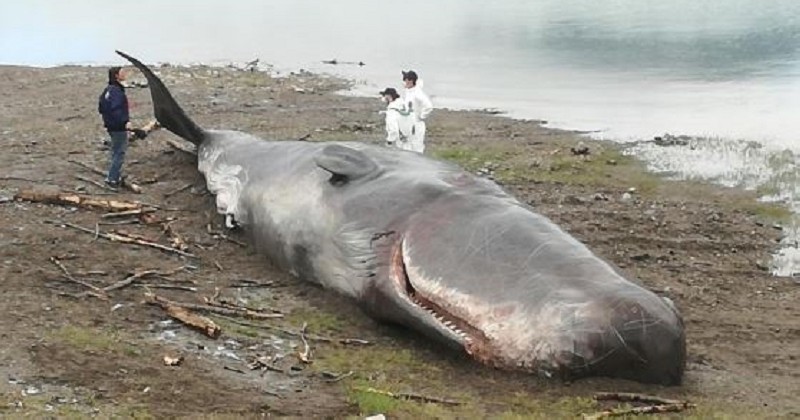 Un faux cachalot échoué sur la rive du lac de Serre-Ponçon pour alerter sur les problèmes environnementaux