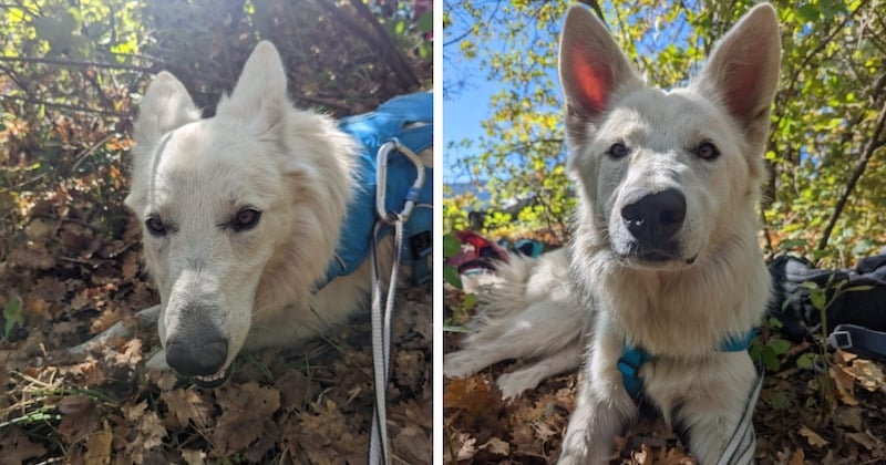 Une chaîne humaine sauve une chienne restée bloquée 3 jours sur une falaise