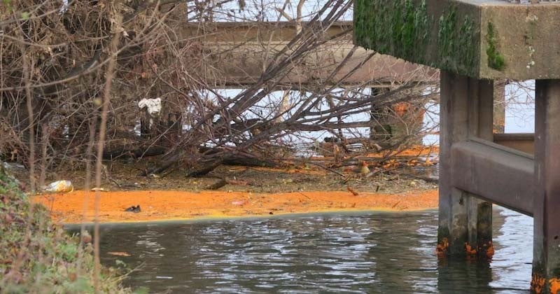 3000 litres de peinture déversées accidentellement colorent la Seine et ses cygnes en orange