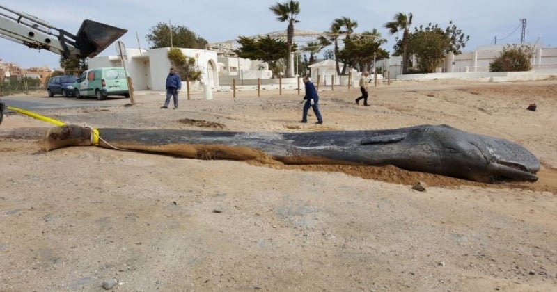 Espagne : Un cachalot retrouvé mort, échoué, avec 29 kilos de déchets plastiques dans son estomac