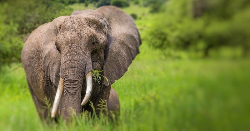 Sans action urgente, il ne reste plus que 20 ans à vivre pour les éléphants d'Afrique selon le WWF
