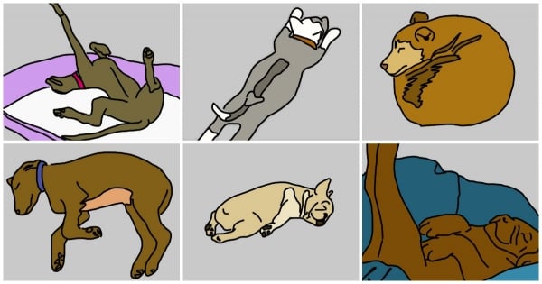 Ces 6 positions de « dodo » de votre chien sont révélatrices de leur personnalité ! Découvrez lesquelles !