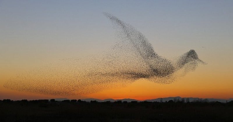 Ce photographe nous offre un cliché saisissant d'une murmuration d'étourneaux formant un oiseau géant