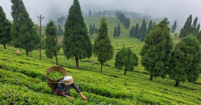 En Inde, le Sikkim est le premier État du monde 100% bio où les pesticides et les engrais chimiques sont interdits