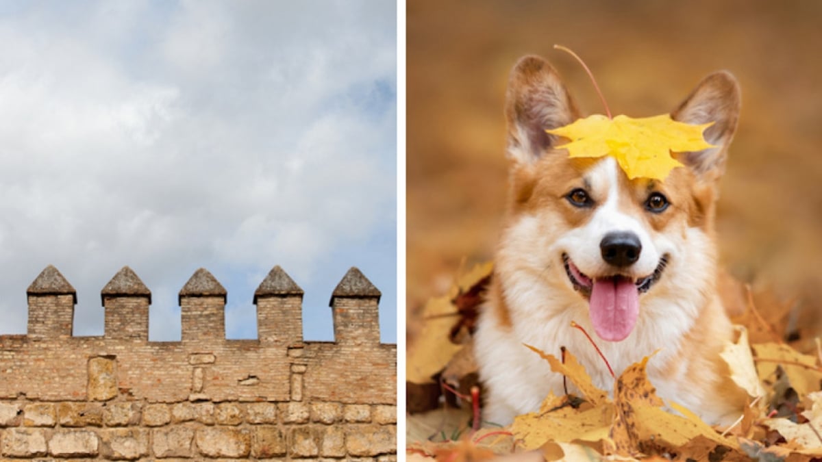 Haute-Vienne : un chien tombe des remparts d'un château et s'en sort miraculeusement