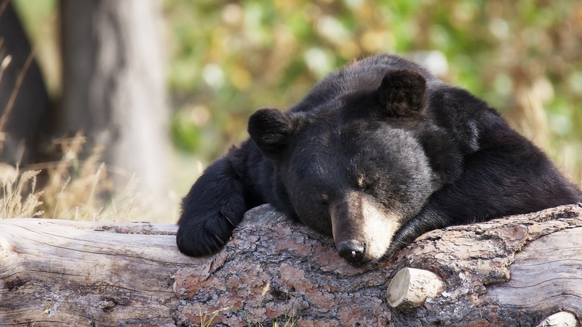États-Unis : un ours noir a été euthanasié après avoir ingéré des déchets humains 