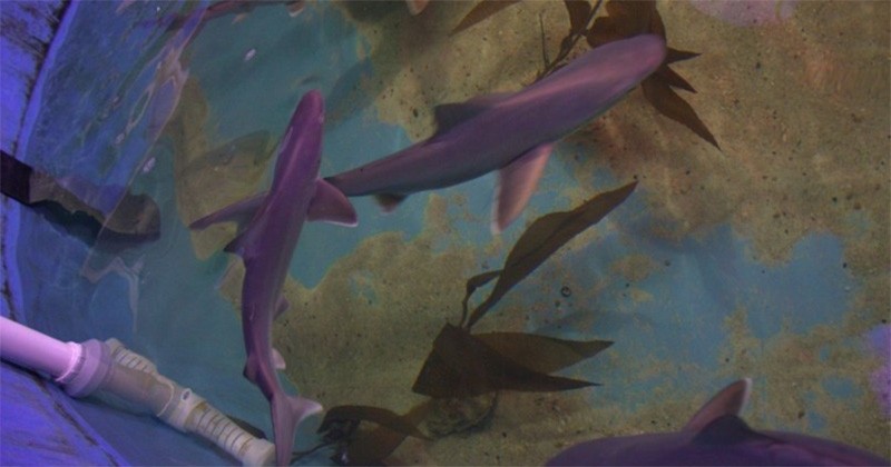 Les autorités de New York stupéfaites devant la découverte d'une douzaine de requins prisonniers dans la cave d'une maison