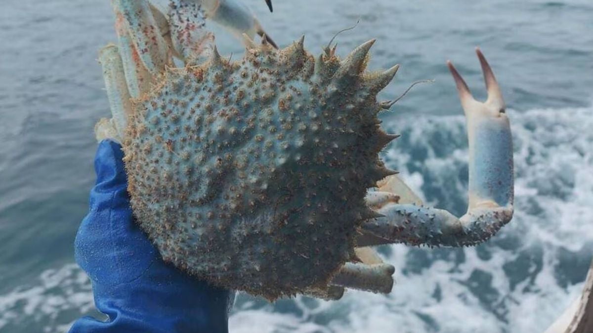 Il pêche une araignée de mer bleue, un spécimen extrêmement rare