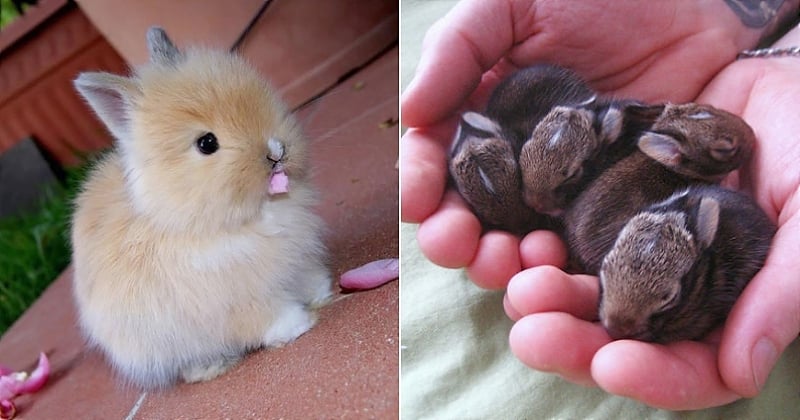 Ces 15 photos de lapins vont vous faire fondre à coup sûr