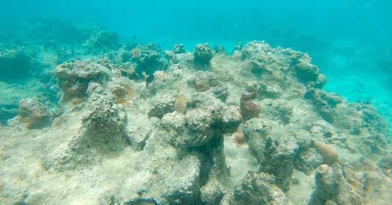 Une zone morte, privée d'oxygène et inhabitable, s'agrandit de plus en plus dans l'océan Pacifique