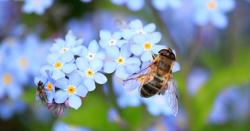 Cette astuce magique éloignera naturellement les abeilles et guêpes de votre jardin
