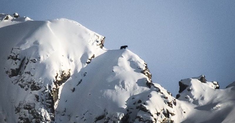 « L'une des rencontres les plus belles de ma vie », un photographe immortalise la balade d'un ours sur une crête à 2.800 mètres d'altitude