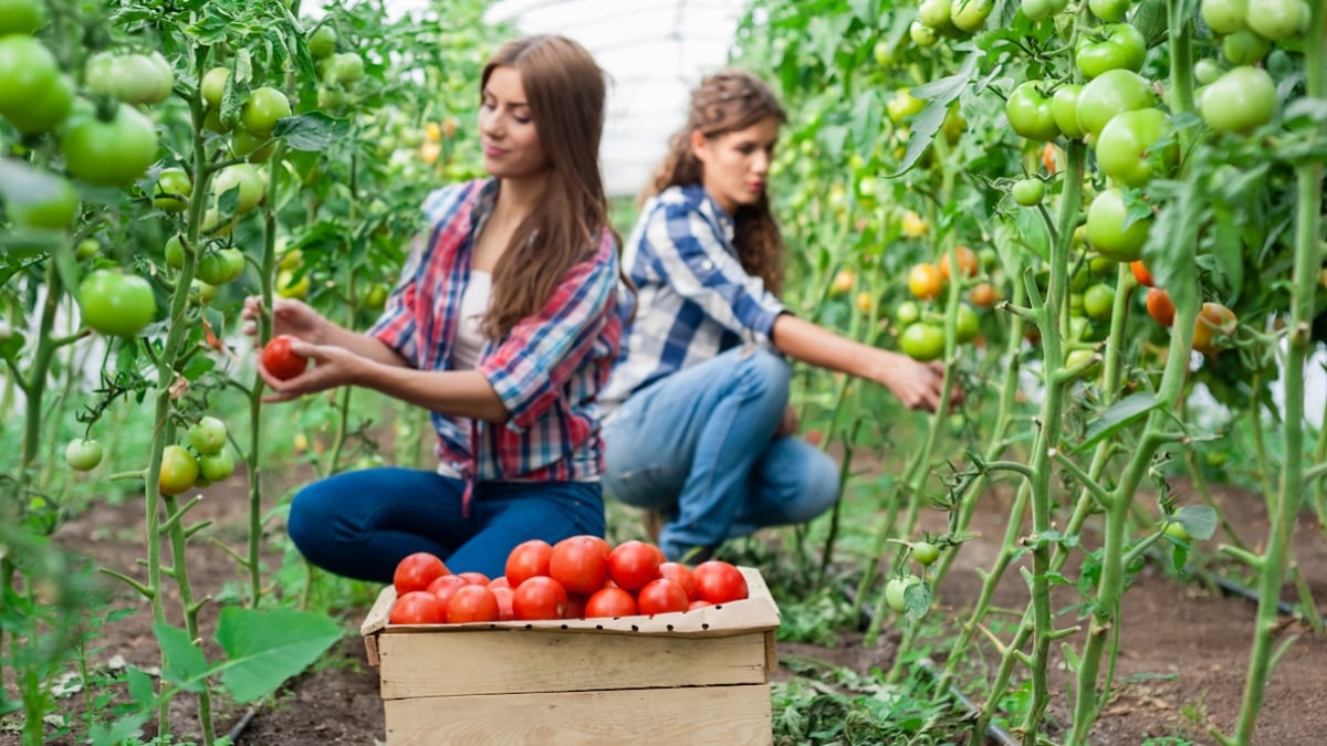 La ville de Limoges distribue gratuitement des légumes de ses espaces verts à ses habitants