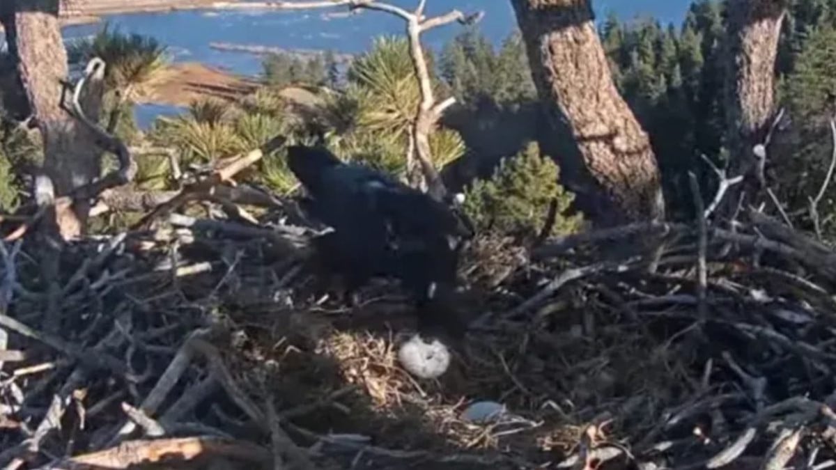 Capture d'écran YouTube 