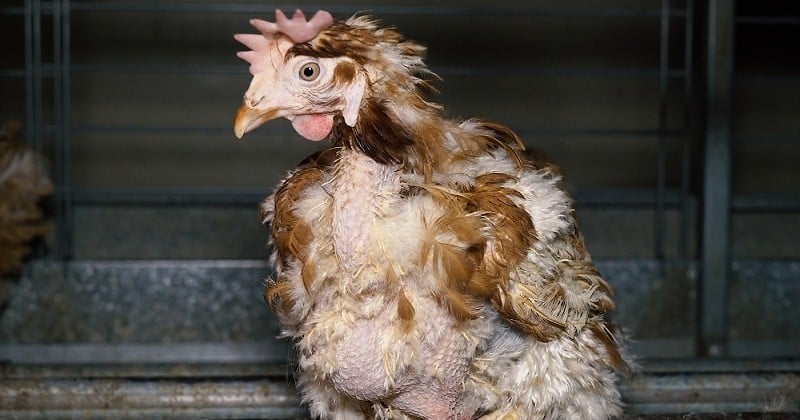 Des poules entassées dans de minuscules cages, d'autres gisant au sol : les images glaçantes diffusées par L214 pour mettre fin à l'élevage en cage 