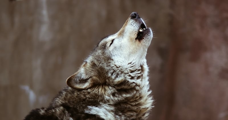 Une étude révèle que les loups savent distinguer les voix humaines comme les chiens