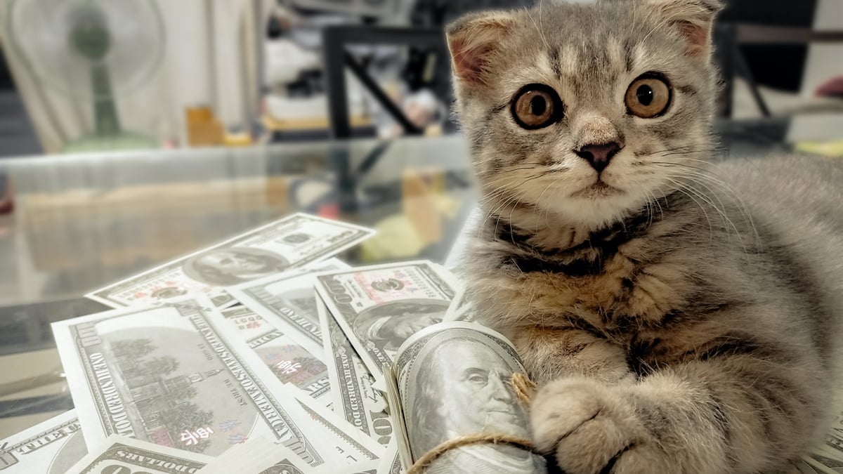 Trouvé dans les égouts, ce chat pèse aujourd'hui 10 millions d'euros