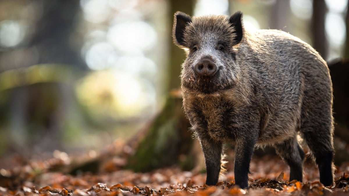 Un sanglier blessé aurait tué le chasseur qui le traquait pour l'achever
