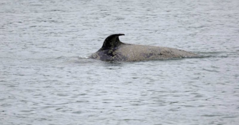 L'orque retrouvée morte dans la Seine a reçu une balle dans le crâne, selon les résultats de l'autopsie 