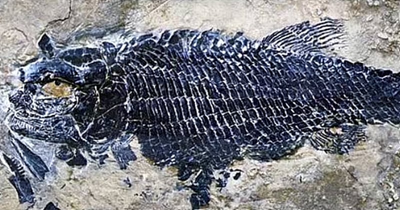 En Chine, des scientifiques découvrent trois fossiles de poissons vieux de 244 millions d'années