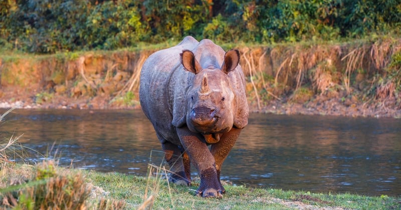 Népal : la population de rhinocéros a augmenté de plus de 100 individus 