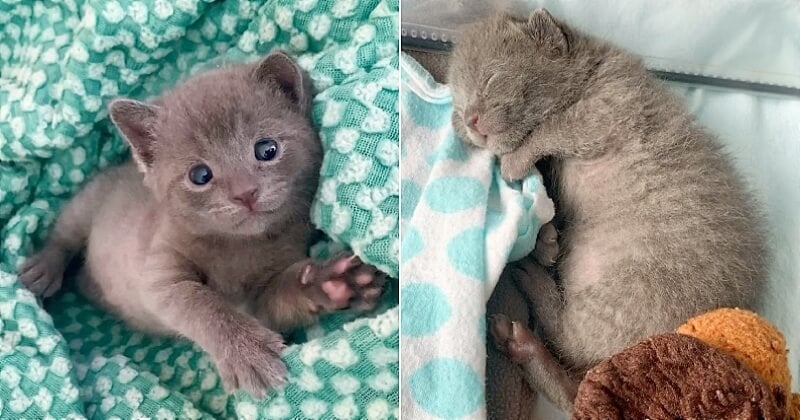 Venue chercher trois chatons dans un refuge, cette femme n'a pas pu résister à la bouille de ce petit chaton orphelin