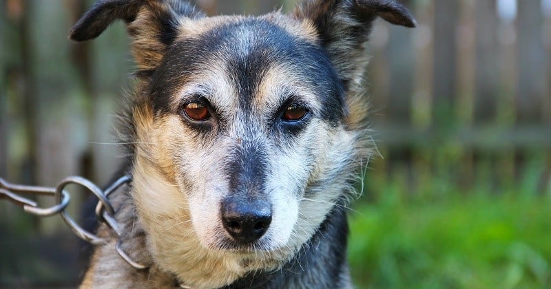 En Dordogne, une trentaine de chiens de chasse ont été retrouvés attachés à des arbres