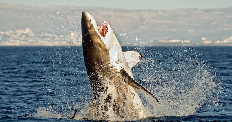 Hawaï : Une équipe de Netflix a violemment été attaquée par des requins au cours d'un tournage 